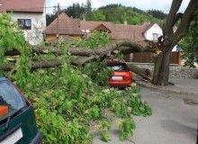 Kwikfynd Tree Cutting Services
blueknob