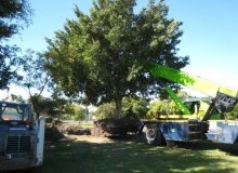 Kwikfynd Tree Management Services
blueknob