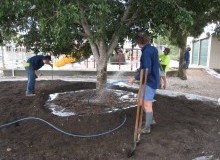 Kwikfynd Tree Transplanting
blueknob