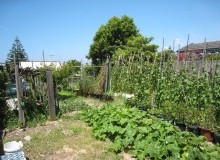 Kwikfynd Vegetable Gardens
blueknob